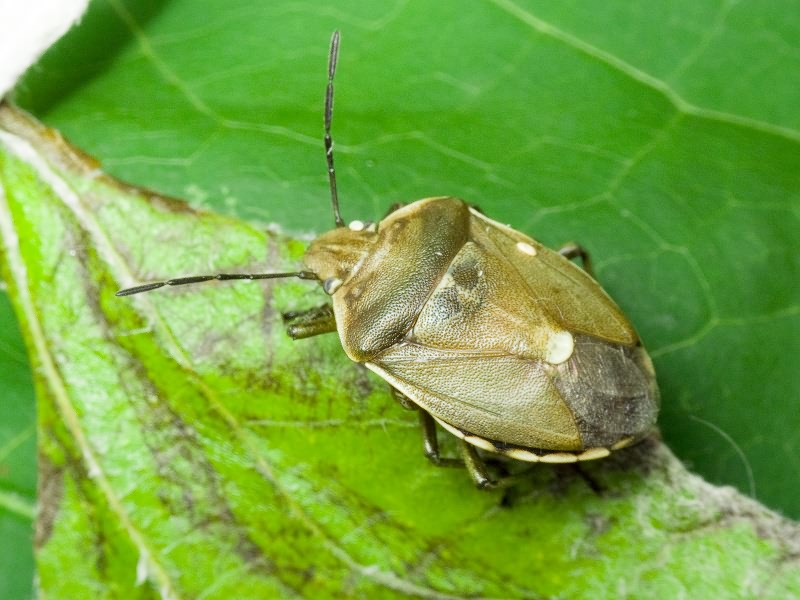 Chlorochroa pinicola (Mulsant & Rey, 1852)